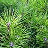 Pine greens Pine greens
